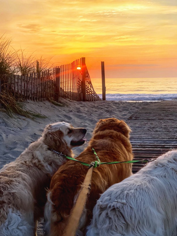 A1C99E6E-BFC8-499D-8769-2F2D9204509E